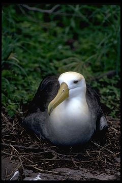 Image of Waved Albatross