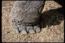 Image of Galapagos giant tortoise