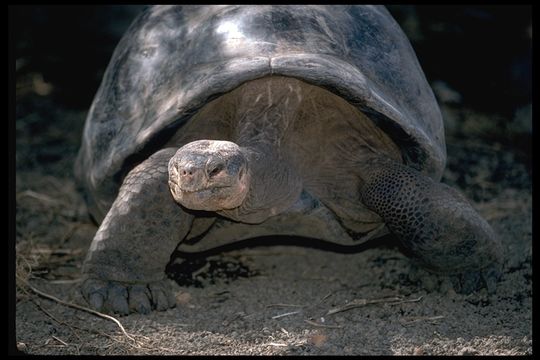 Image of Galapagos giant tortoise