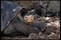 Image of Galapagos giant tortoise