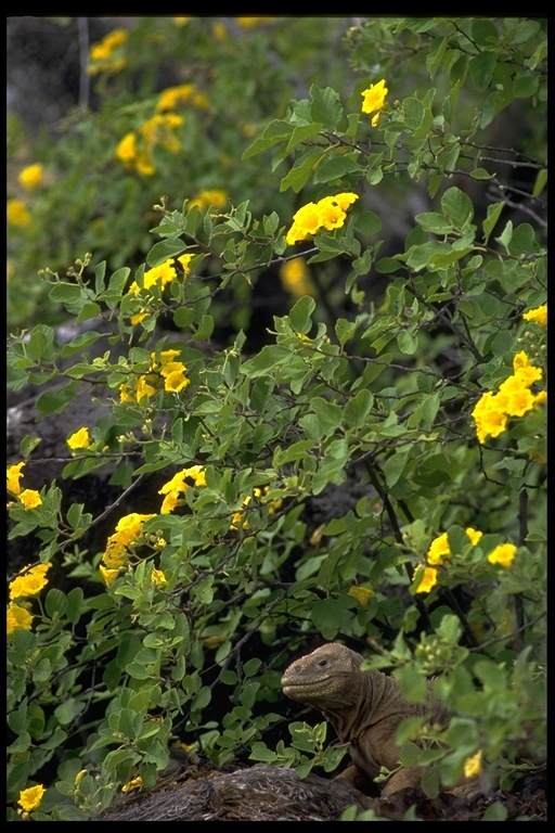 Image of Santa Fe Land Iguana