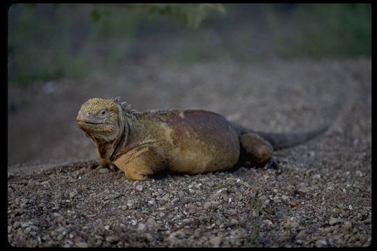 Image of Galapagos Land Iguana