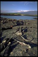 Image of Fernandina Marine Iguana