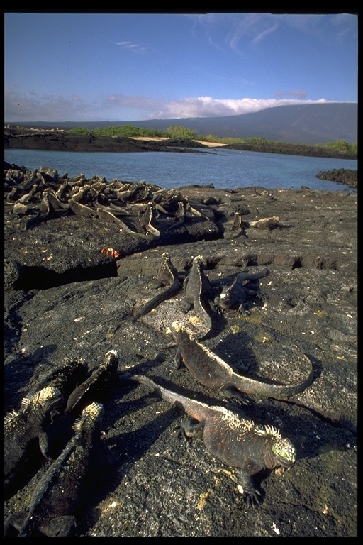 Image of Fernandina Marine Iguana