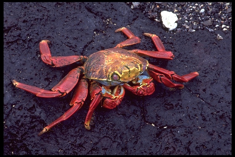 Image of Sally lightfoot crab