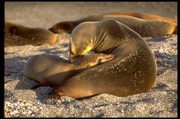 Image of Galapagos Sea Lion