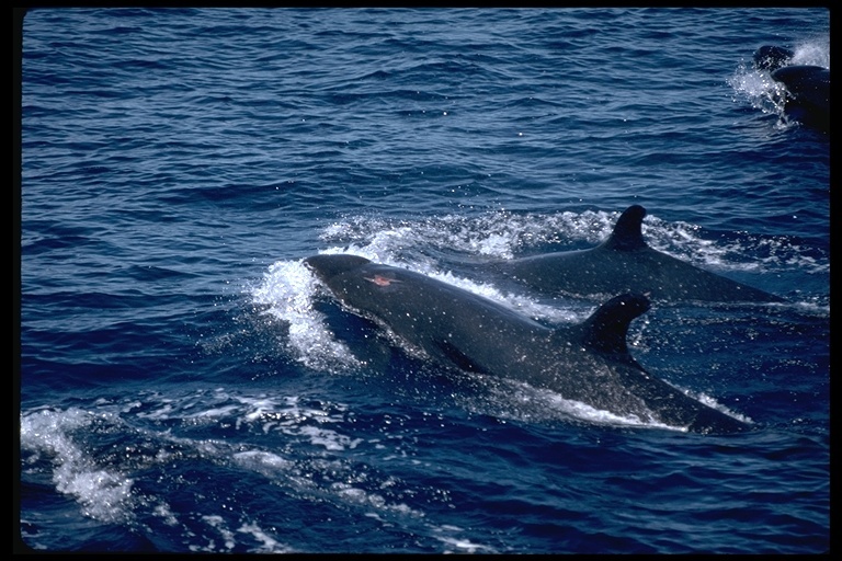 Image of false killer whale, pfalse killer