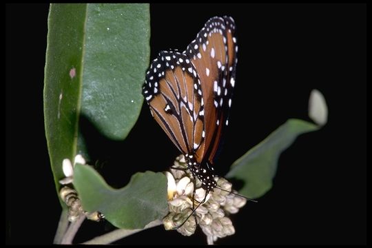 Sivun Danaus (Anosia) gilippus Cramer 1775 kuva