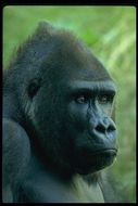 Image of Western Lowland Gorilla