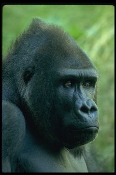 Image of Western Lowland Gorilla