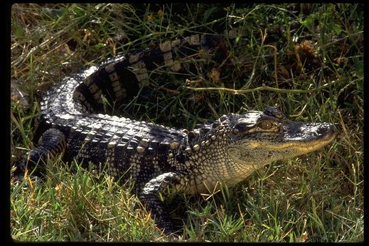 Image of American alligator