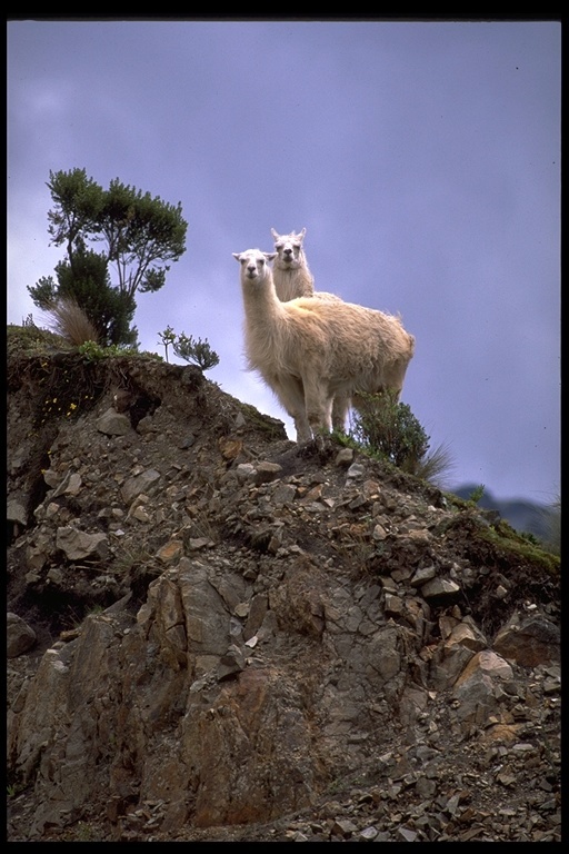 Image of llama