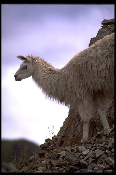 Image of llama