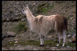 Image of llama