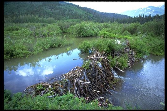 Image of American Beaver