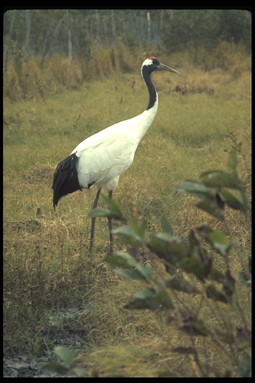 Image of Japanese Crane