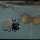 Image of Black widow spider