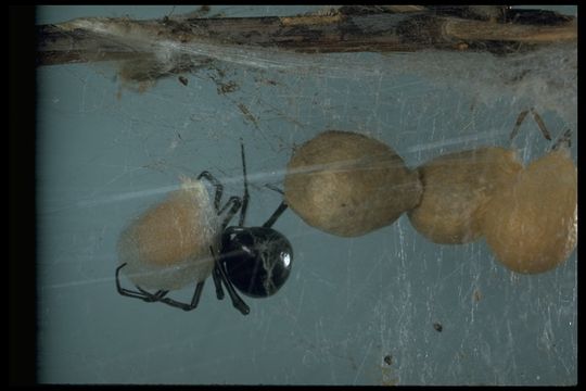 Plancia ëd Latrodectus mactans (Fabricius 1775)