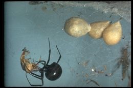 Image of Black widow spider