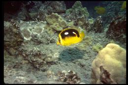 Image of Four-spot butterfly