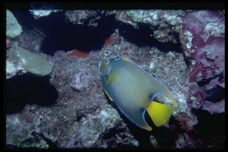 Image of Angelfish