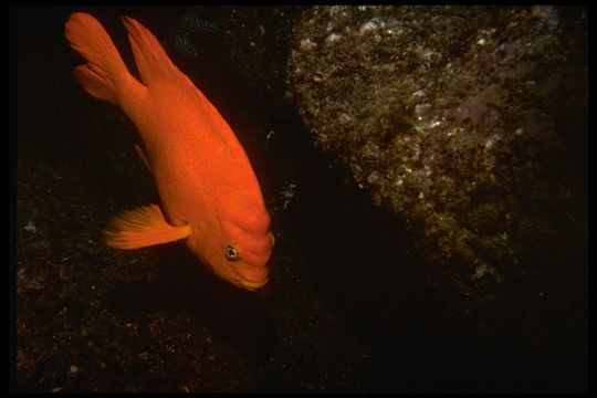 Image of Garibaldi Damselfish