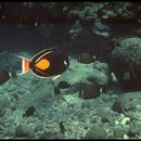 Image of Achilles Tang