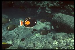 Image of Achilles Tang