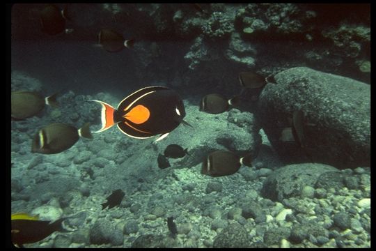 Image de Chirurgien à Tache Rouge