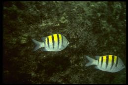 Image of Banded damselfish