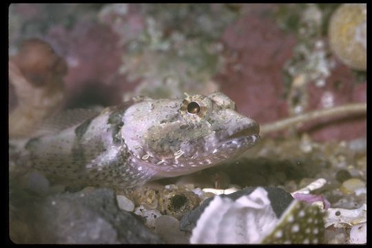 Image of Margarita blenny