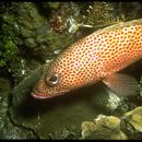 Слика од Epinephelus tauvina (Forsskål 1775)