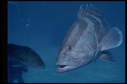 Epinephelus striatus (Bloch 1792) resmi