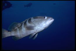 Epinephelus striatus (Bloch 1792) resmi