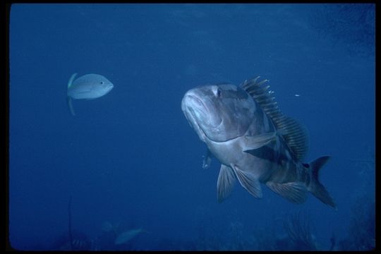 Imagem de Epinephelus striatus (Bloch 1792)