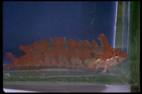 Image of Spotted kelpfish