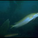 Image of Kelp fish