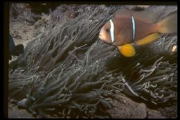 Image of Orange-fin anemonefish