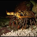 Image of Spiny Lobsters