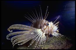 Слика од Pterois volitans (Linnaeus 1758)