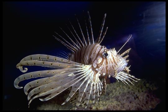 Image of Common lionfish