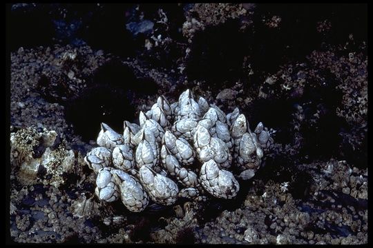 Image of goose-necked barnacle