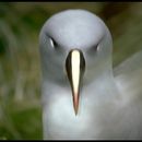 Image of Grey-headed Albatross