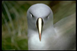 gri basli albatros resmi