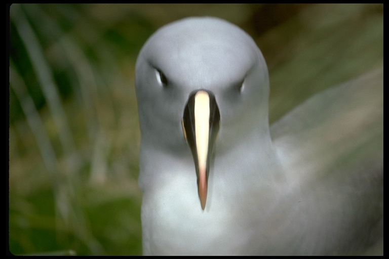 Image of Grey-headed Albatross