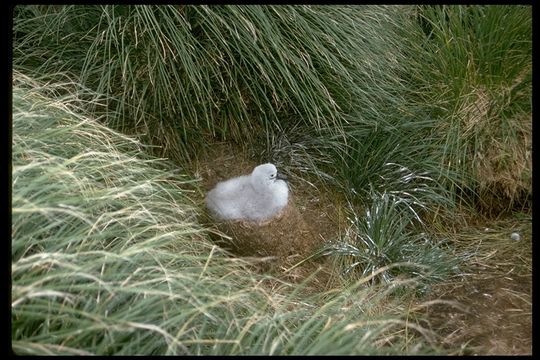 Image of Grey-headed Albatross