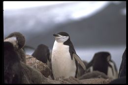 Plancia ëd Pygoscelis antarcticus (Forster & JR 1781)