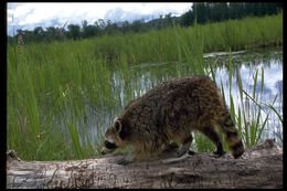 Image of Northern Raccoon