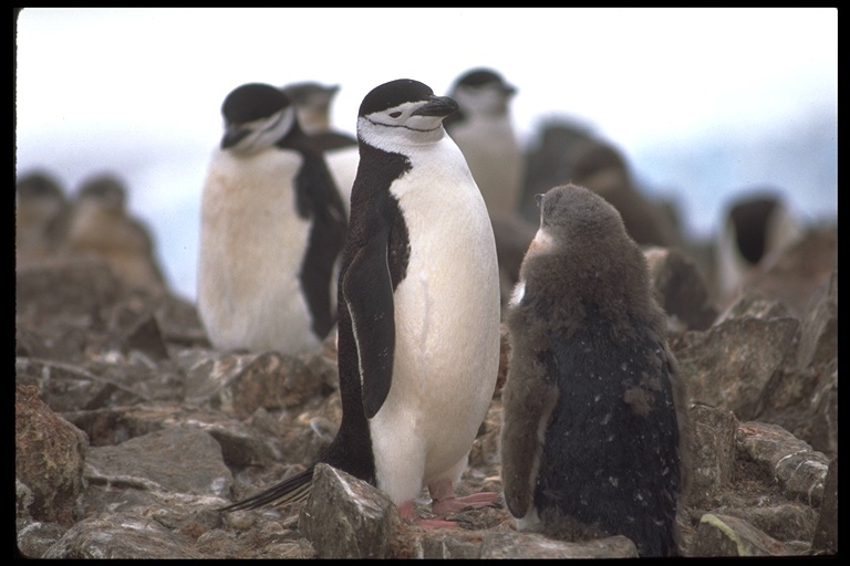 Plancia ëd Pygoscelis antarcticus (Forster & JR 1781)