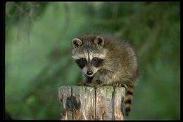 Image of Northern Raccoon